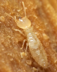 termite nymph